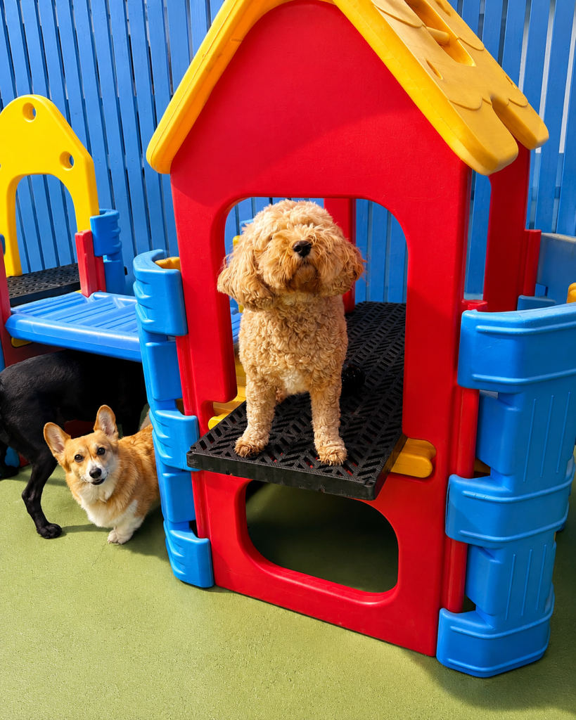 Small dogs playing on the outdoor equipment at Unleashed daycare.