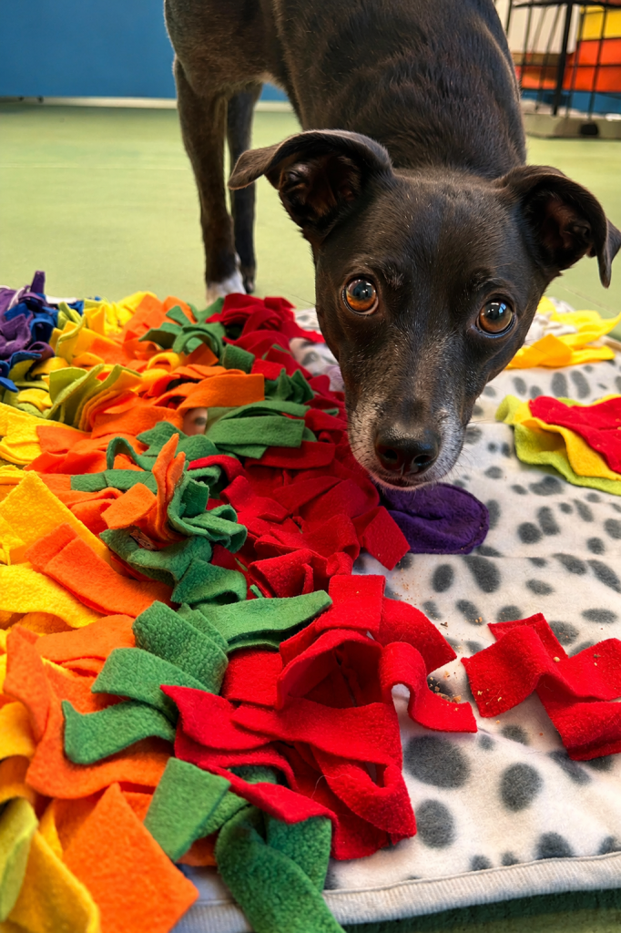 Small dog exploring a colourful snuffle mat during enrichment play at Unleashed