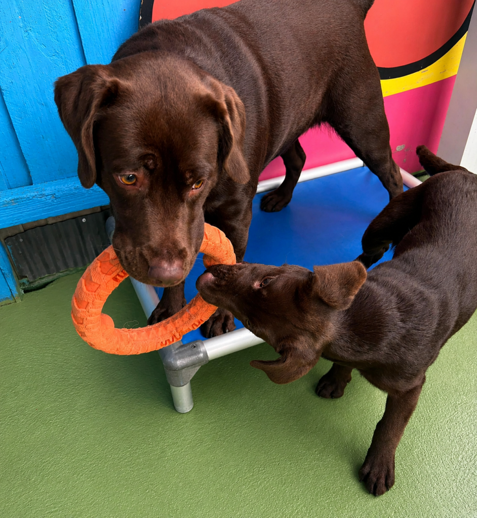 Two chocolate Labradors playing with an orange toy at Unleashed daycare