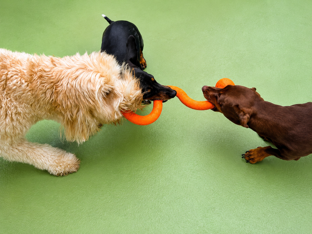 Three dogs playing tug with an orange ring toy at Unleashed daycare.