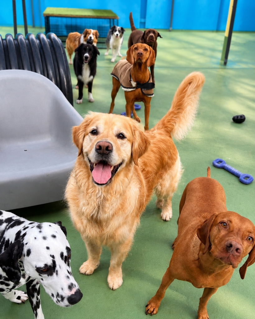 Group of happy dogs enjoying supervised outdoor play at Unleashed daycare.