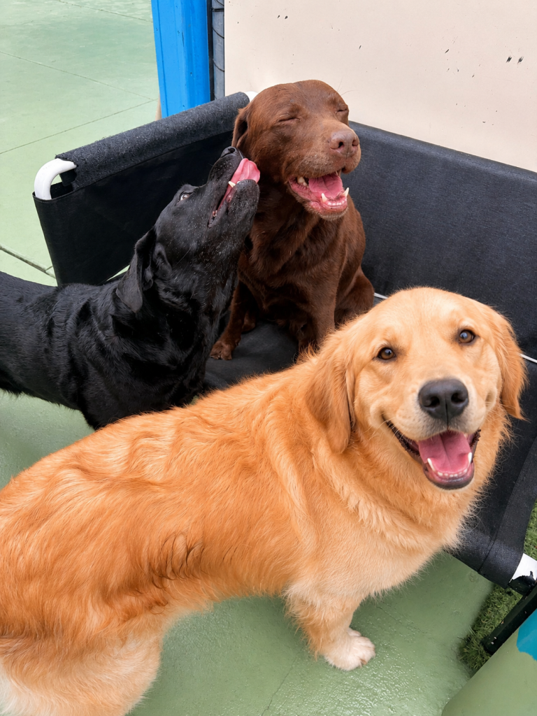 Three happy retrievers relaxing together during outdoor playtime at Unleashed.