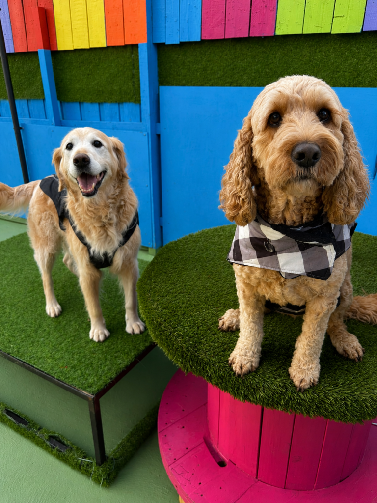 Two happy dogs posing on raised play platforms in the outdoor daycare yard.