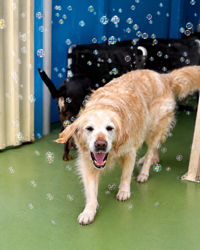 Golden retriever walking through bubbles during playtime at Unleashed daycare