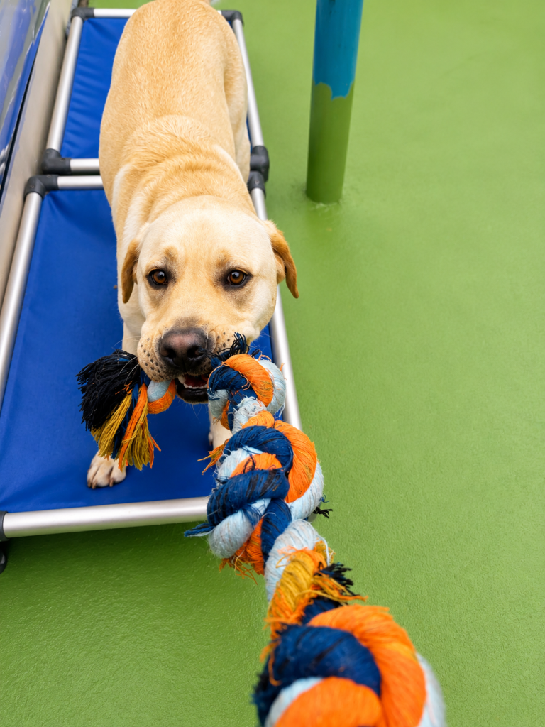 Labrador playing tug with a colourful rope toy at Unleashed dog daycare.