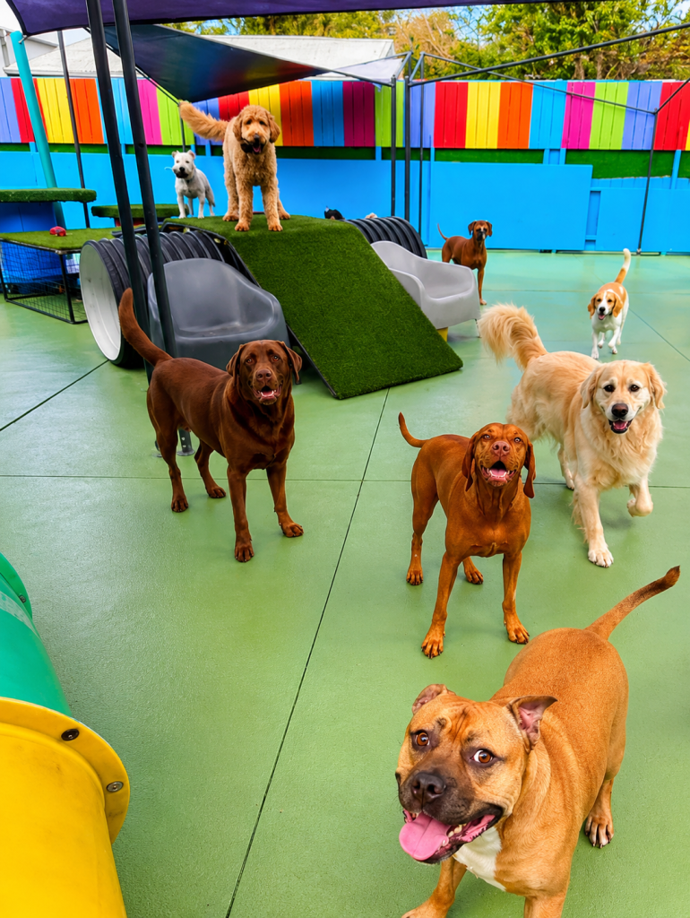 Large dogs enjoying outdoor play equipment in the Unleashed daycare yard.