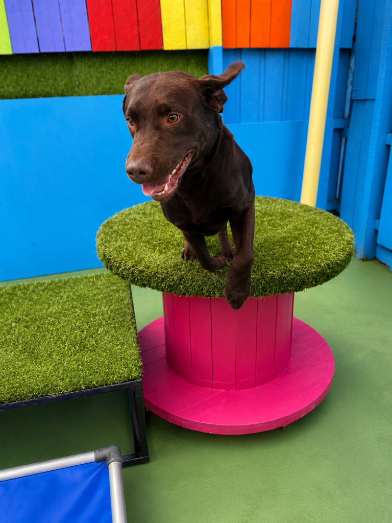 Chocolate Labrador playing on a raised play platform at Unleashed dog daycare.