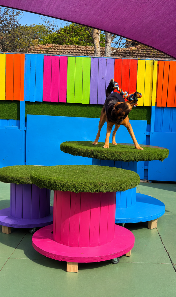 Dog playing with a rope toy on raised platforms at Unleashed dog daycare.