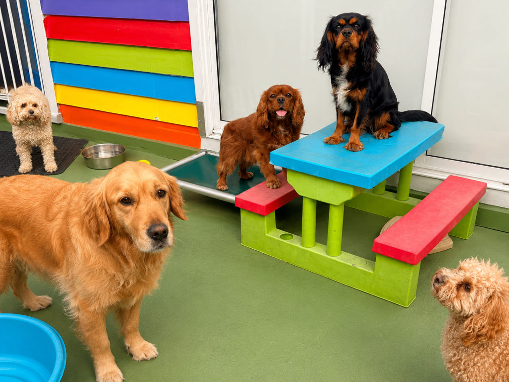 Small dogs posing on outdoor tables and pools at Unleashed daycare
