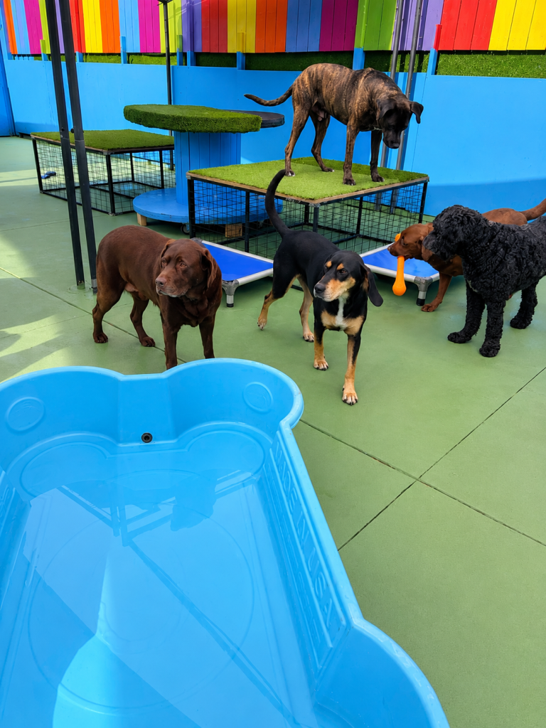 Group of happy dogs enjoying supervised outdoor play at Unleashed daycare.