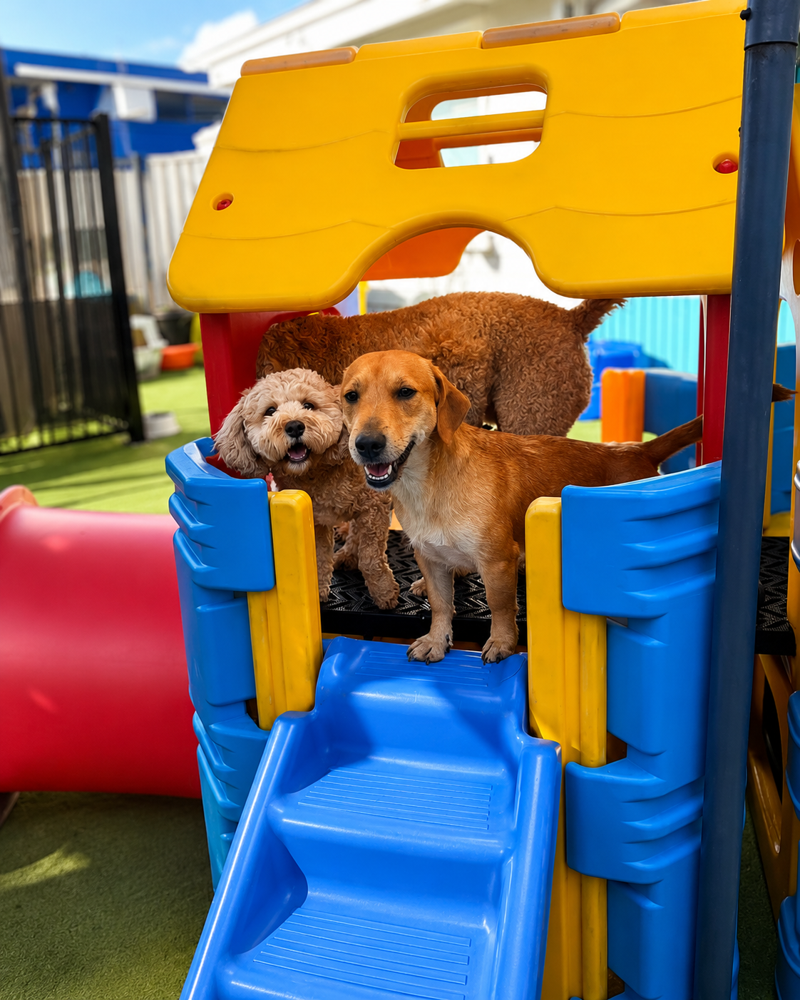 Small dogs enjoying supervised outdoor play on colourful equipment at Unleashed daycare.
