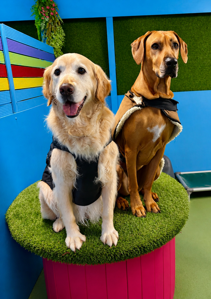 Two dogs posing on a raised play platform in the Unleashed daycare yard.