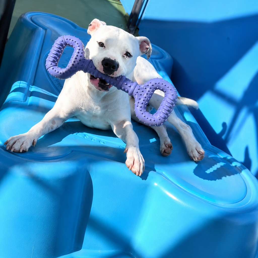 White Dog relaxing outside on a blue bed with purple chew toy