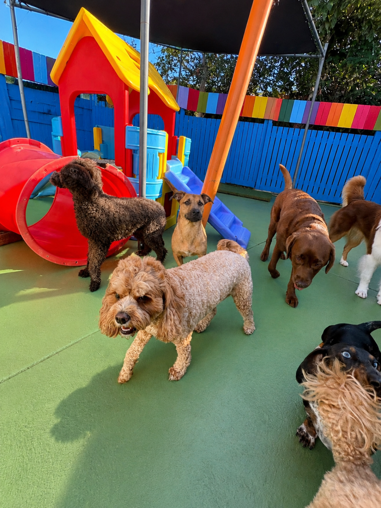Group of dogs playing on colourful outdoor equipment