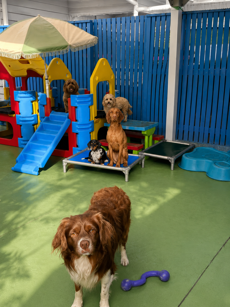 Dogs of various breeds relaxing in the sunny outdoor space at Unleashed