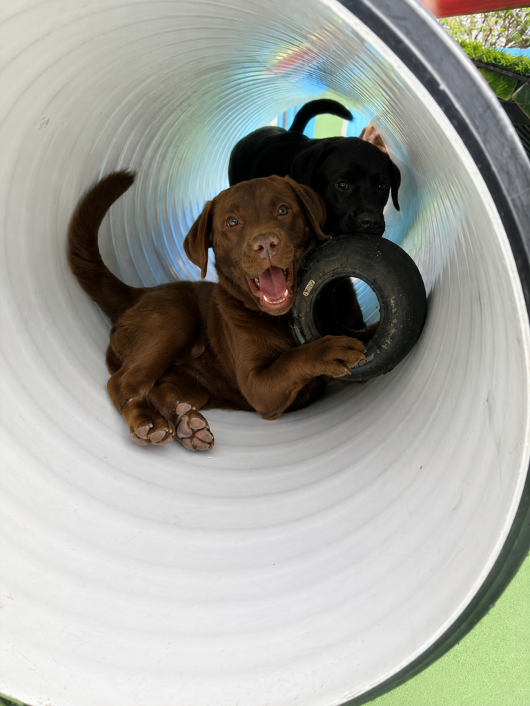 Two labradors having fun in an agility tunnel.