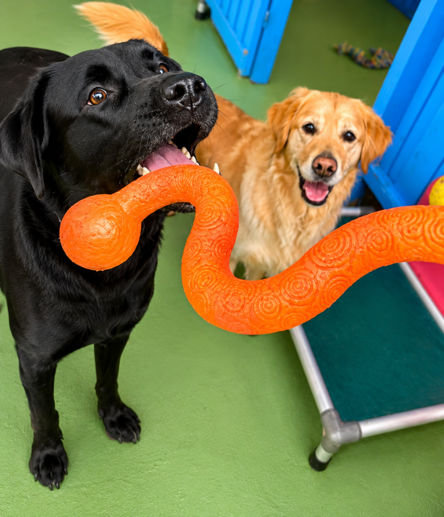 Labrador and Golden Retriever playing with an orange tug toy
