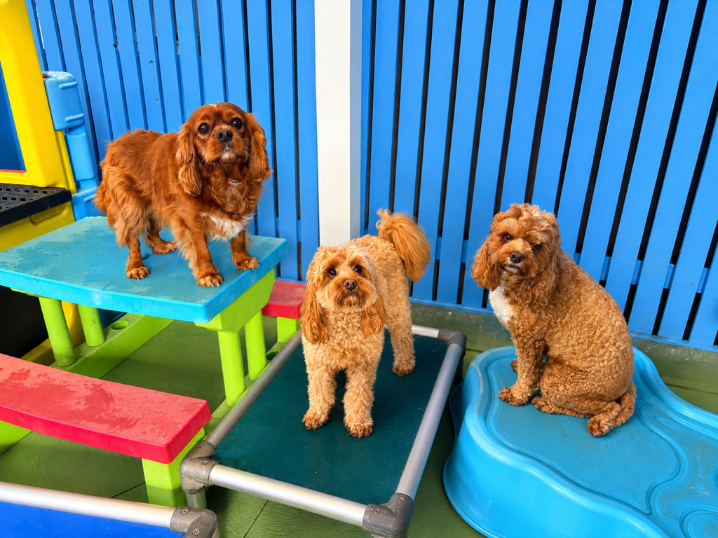 Small dogs posing on the colourful outdoor equipment at Unleashed Dog Daycare