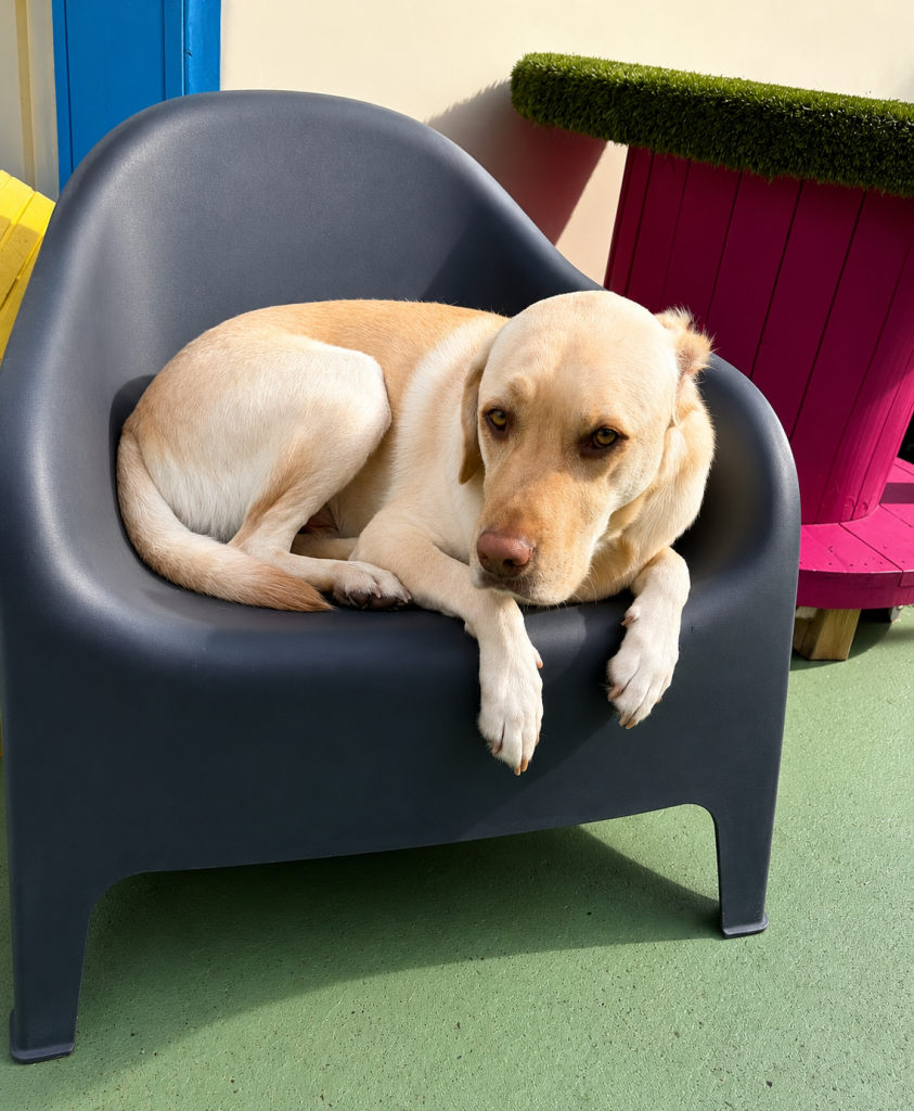 Labrador relaxing in the outdoor chair at Unleashed daycare