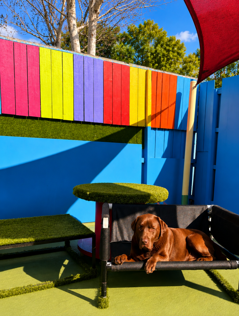 Chocolate Labrador relaxing in sunny outdoor daycare