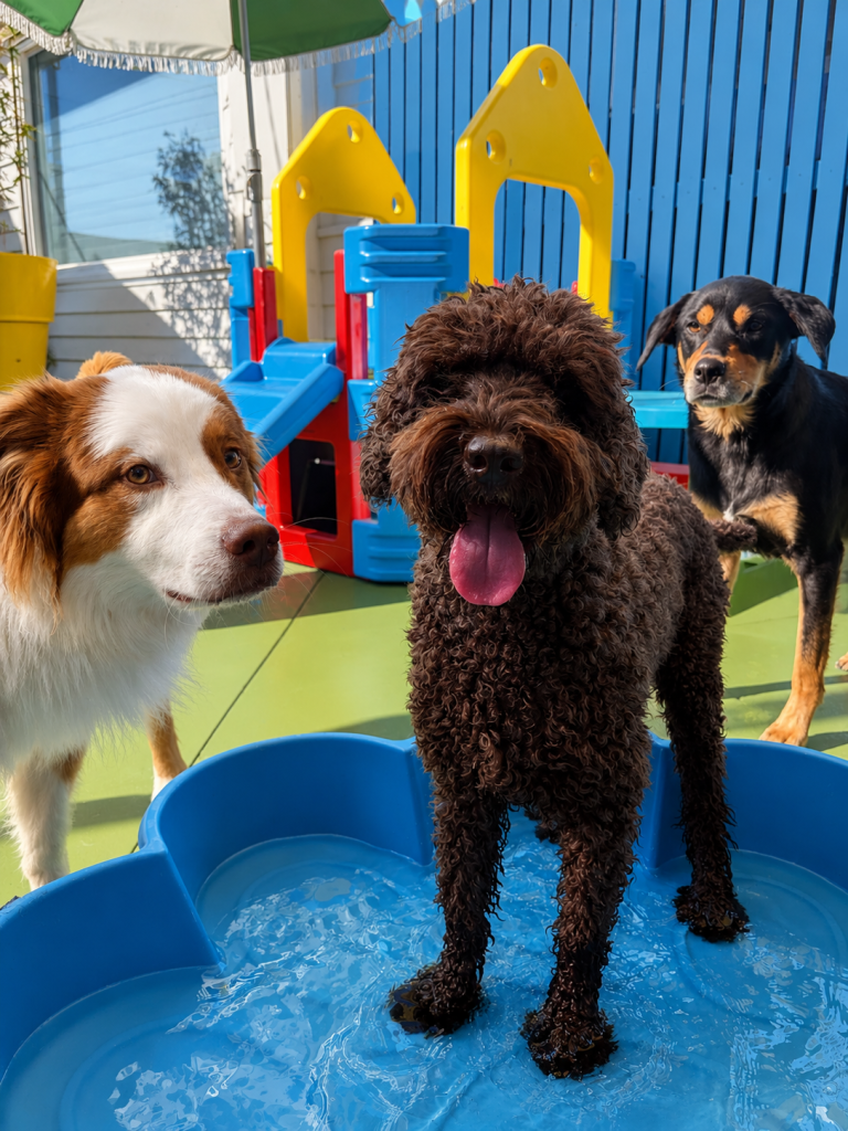 Dogs enjoying sunny outdoor playtime in the colourful Unleashed daycare yard.